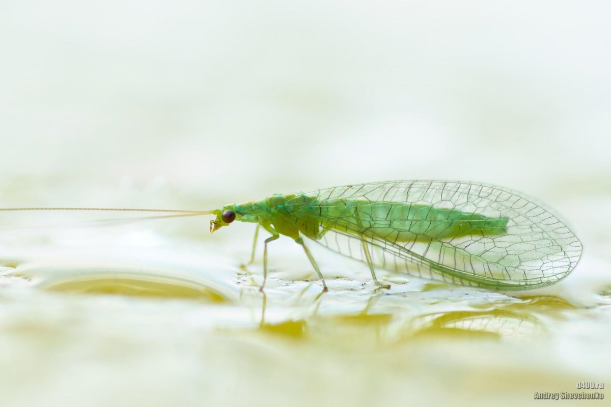 Златоглазка насекомое личинки