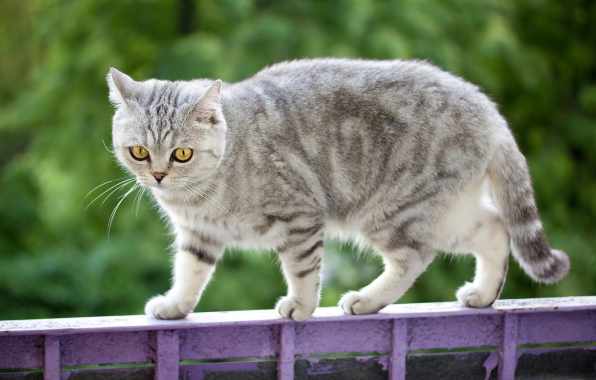 Обои на рабочий стол кот вискас