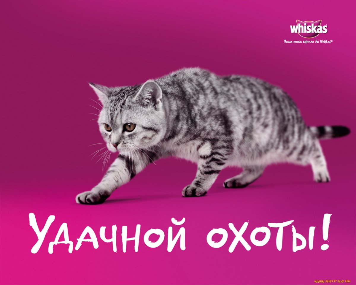 Реклама вискас