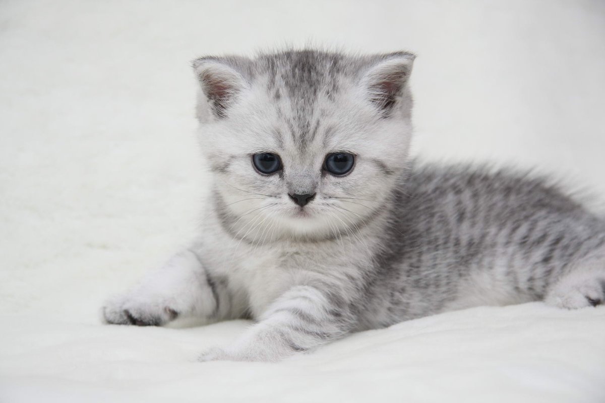 Шотландские котята вискас шиншилла