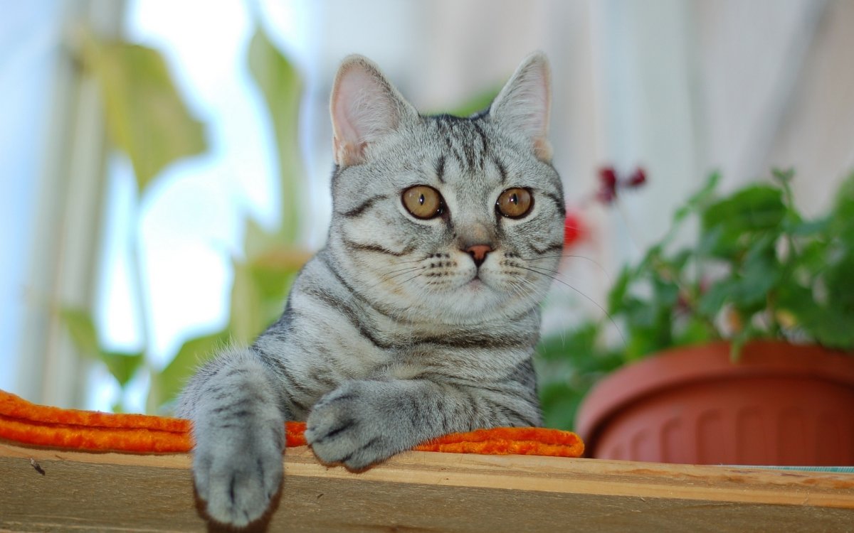 Бразильская короткошерстная кошка серая