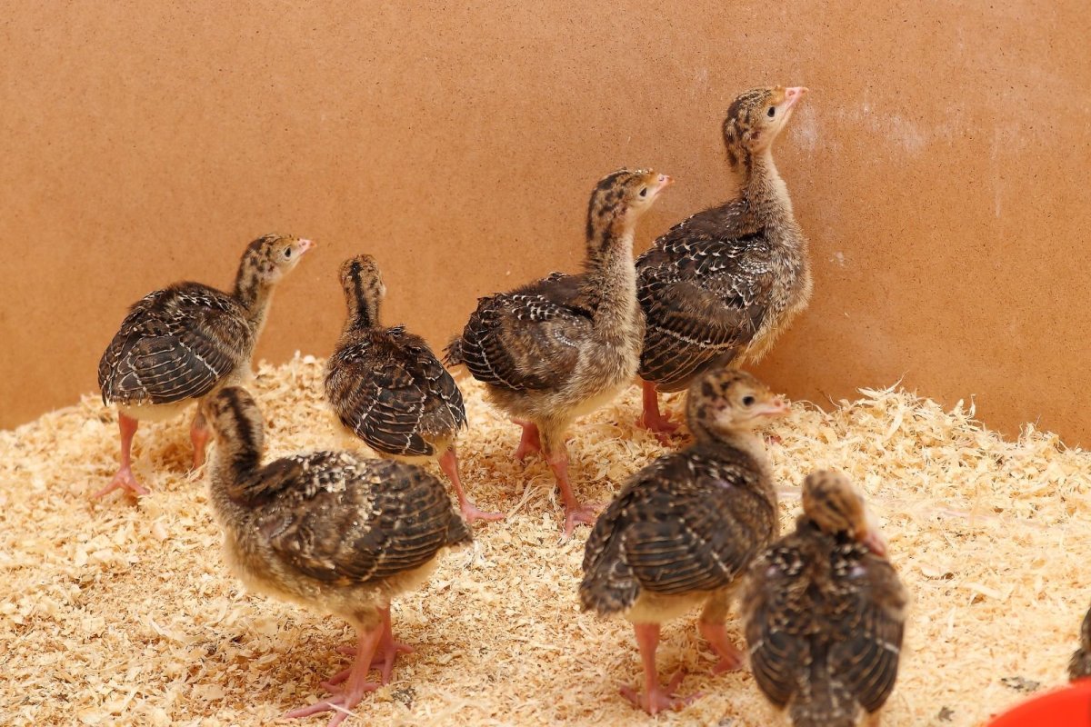 Индейка средний кросс бронза 708