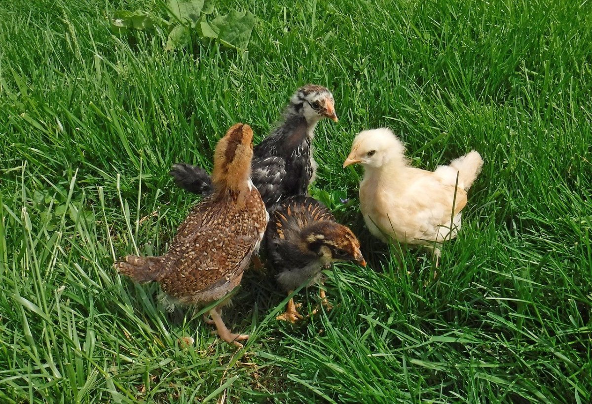 Цыплята домашней птицы