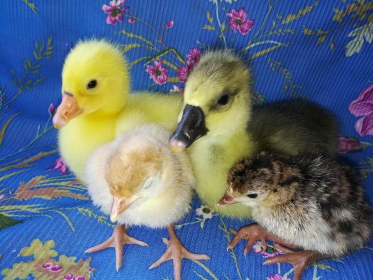 Цыплята утята индюшата