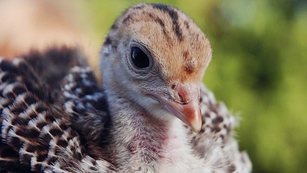 Маленькие индюшата