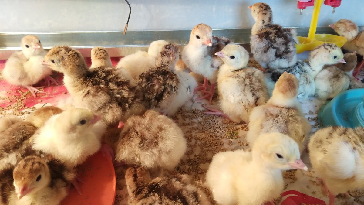 Бройлерные цыплята индюшата
