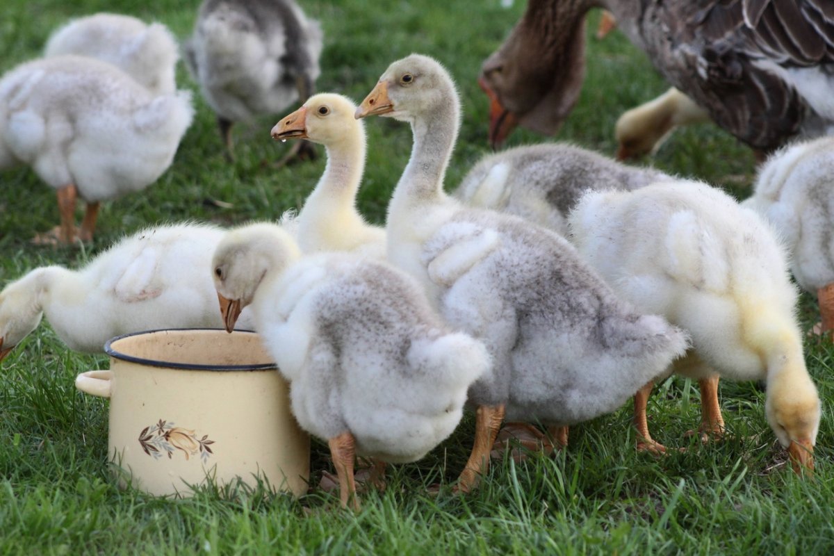 Индюк Мулард