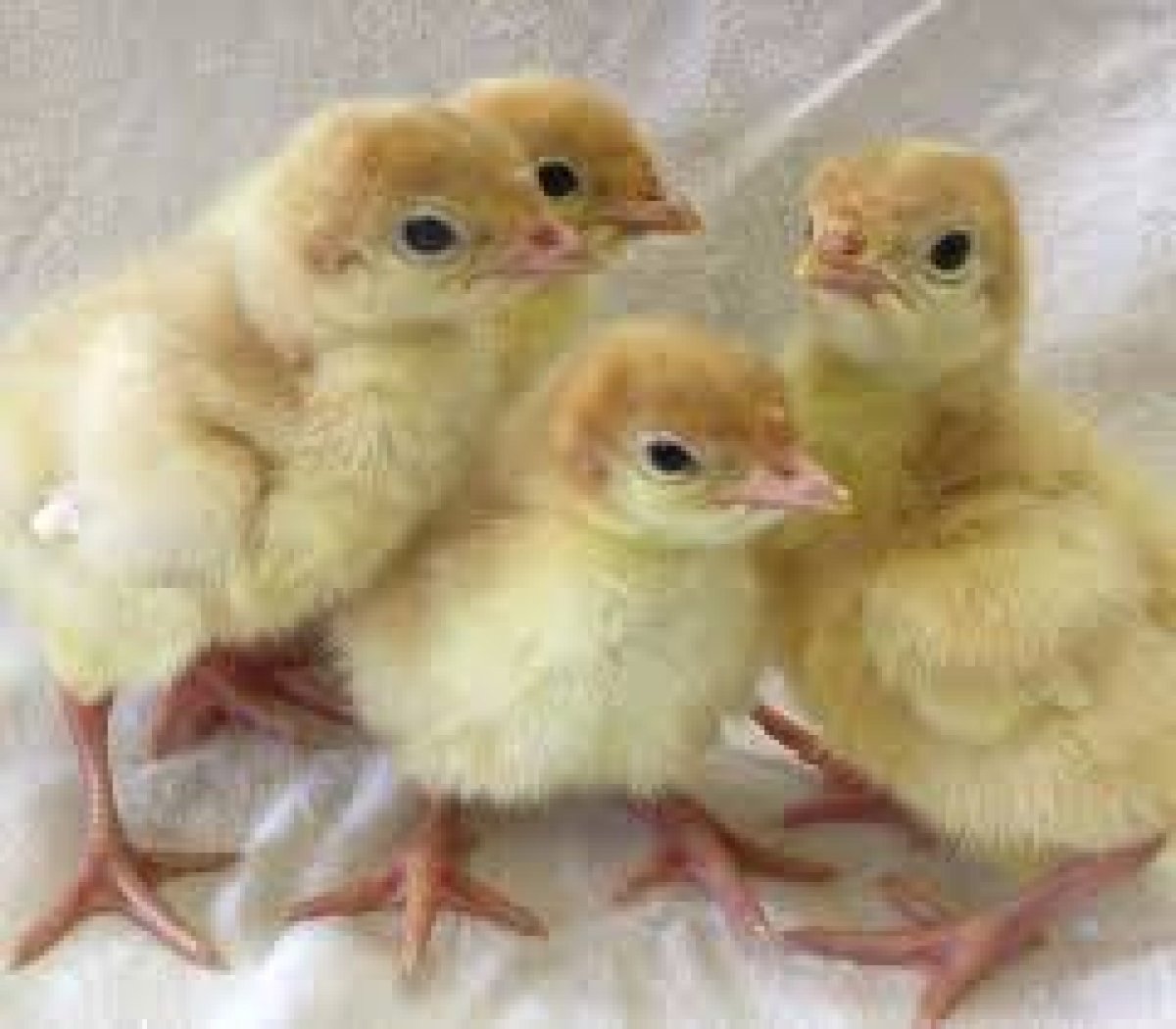 Цыплята индюшата