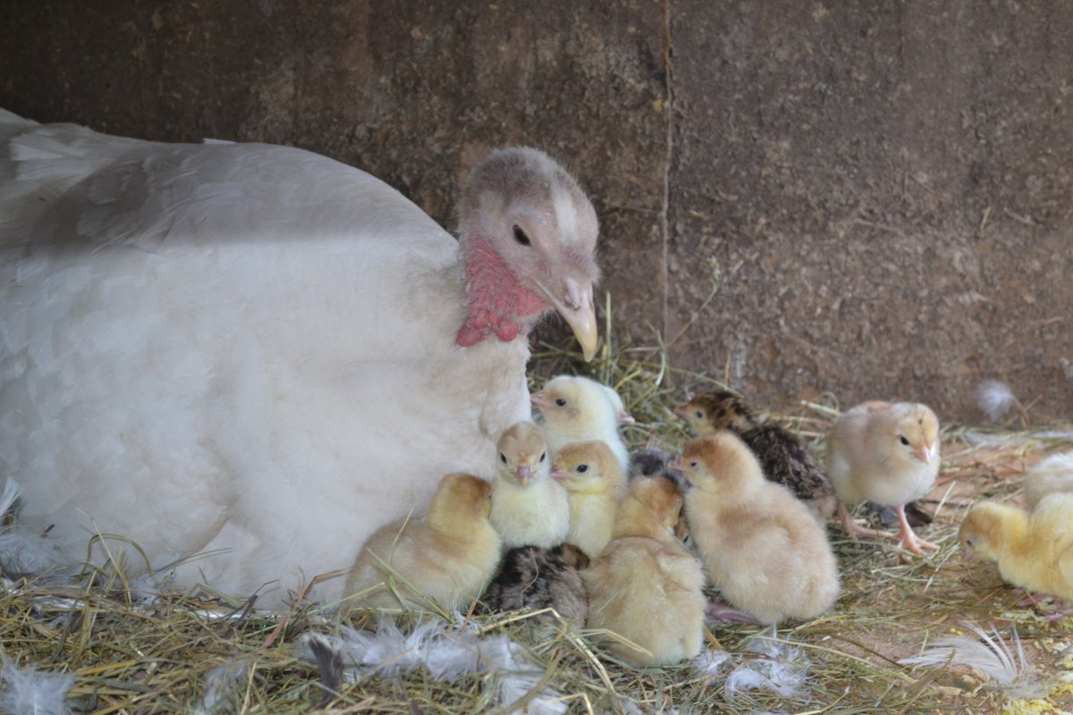 Индюшка наседка