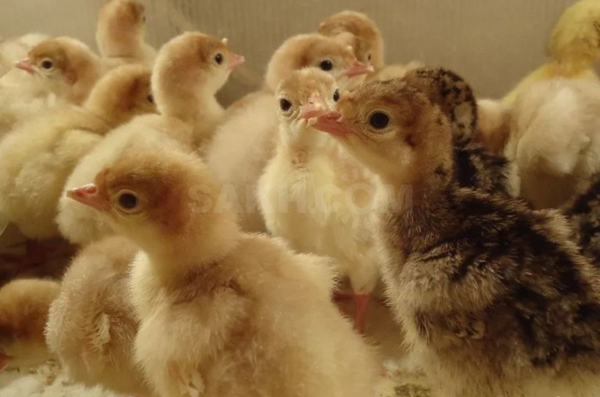 Индюшата белые широкогрудые суточные