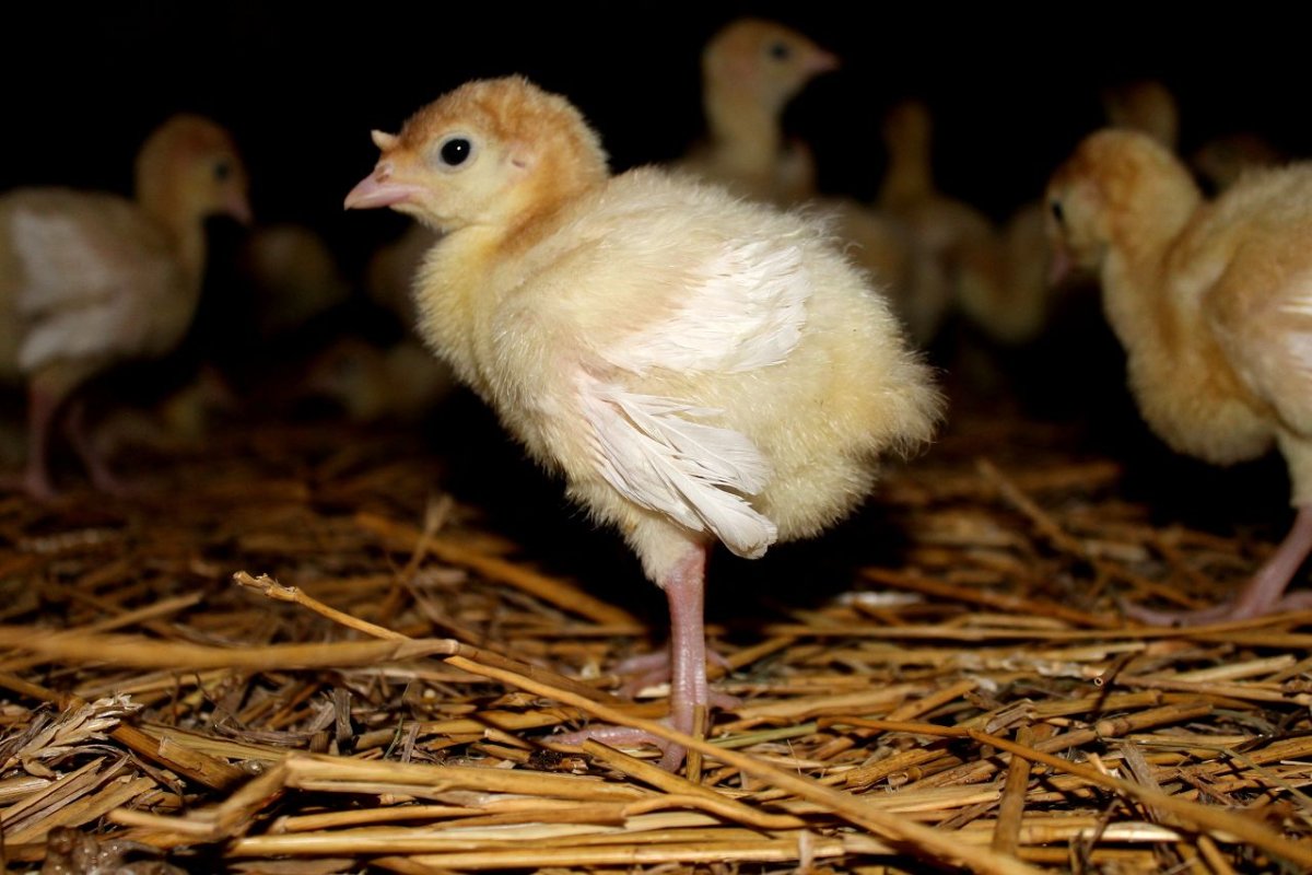 Птенец индюка