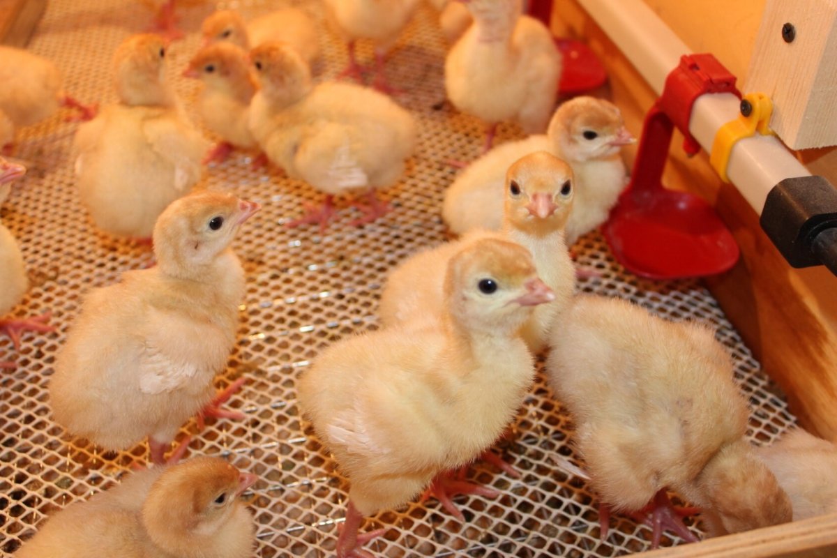 Индюшата в 4 недели фото