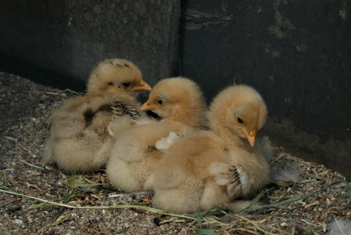Цыплята бройлерного индюка