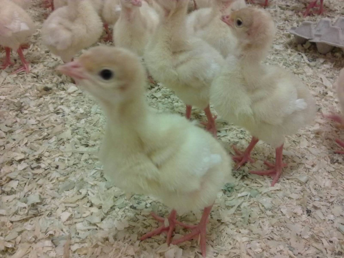 Индюшата суточные Биг 6