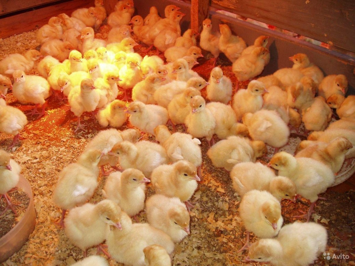 Цыплята индюков Биг 6