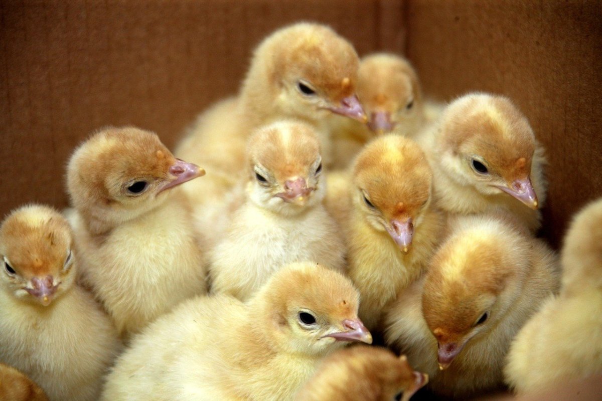 Бройлерные цыплята индюшата