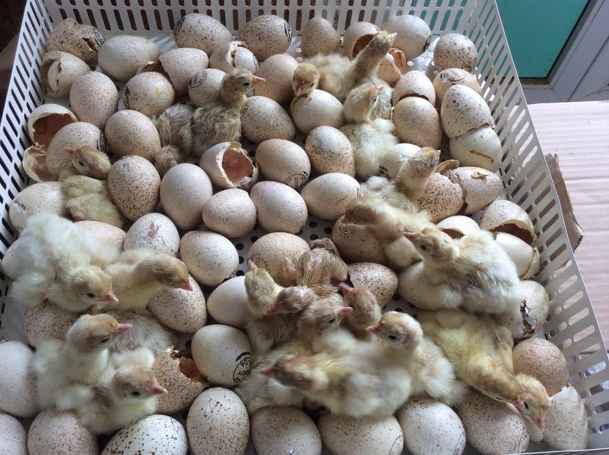 Индюки бройлеры цыпленок