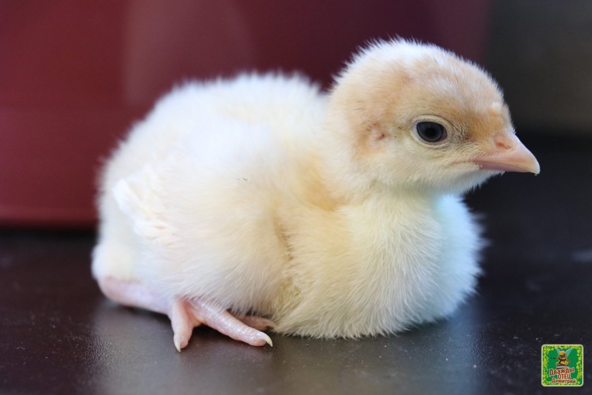 Индюшата Hybrid Converter