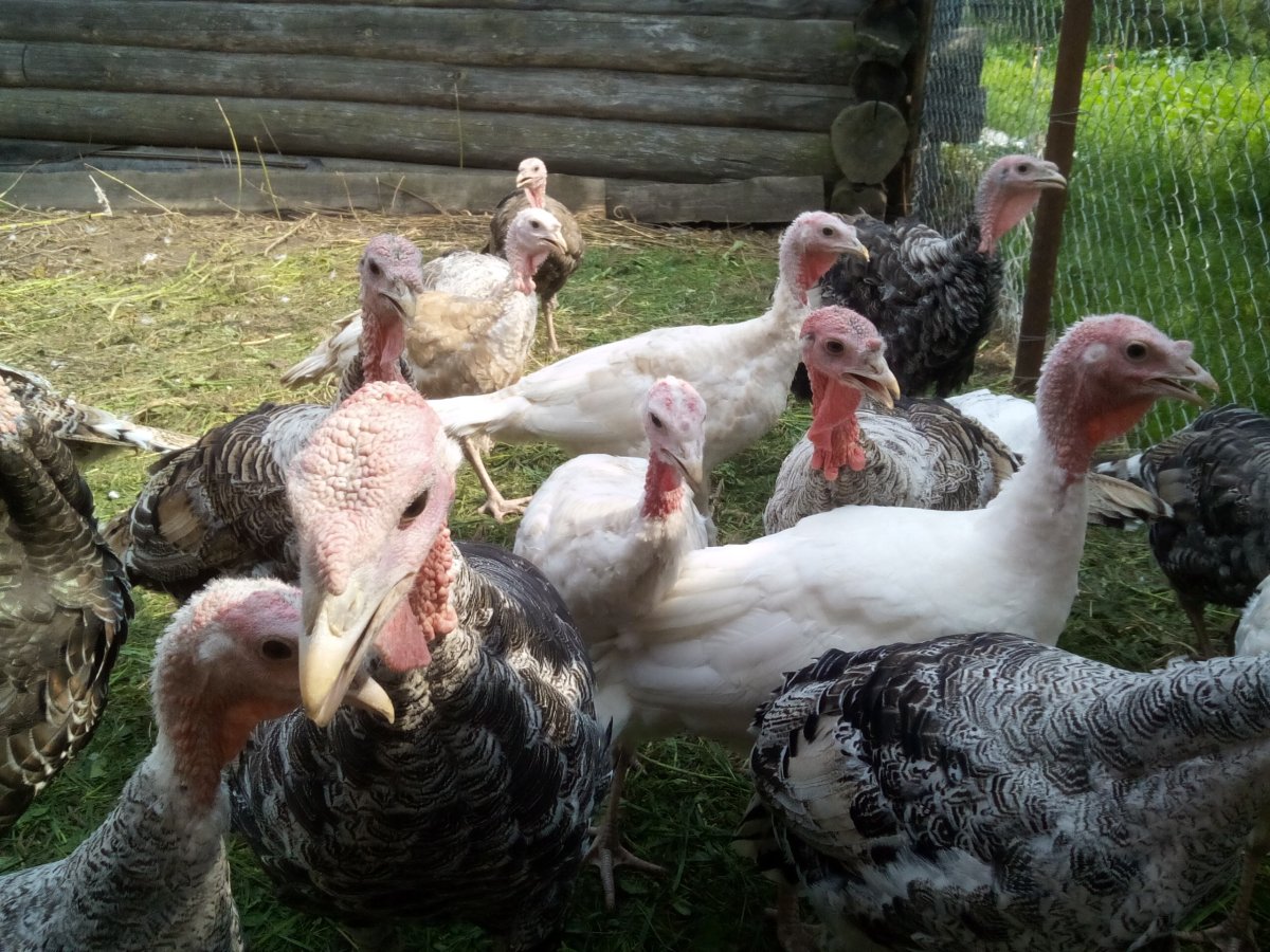 Индюшки маленькие