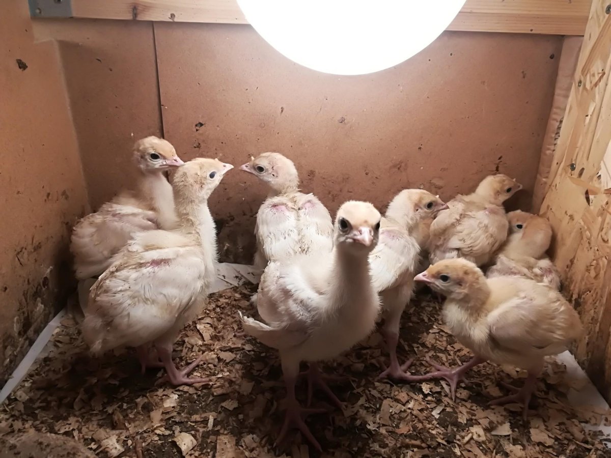 Цыплята индюшата