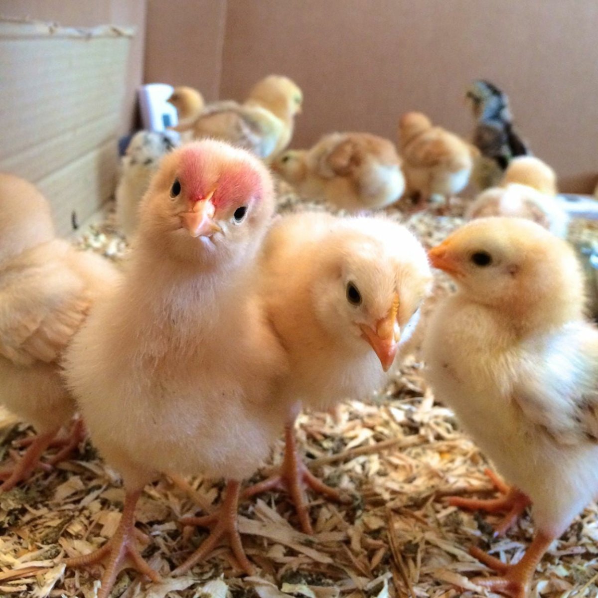 Куча цыплят