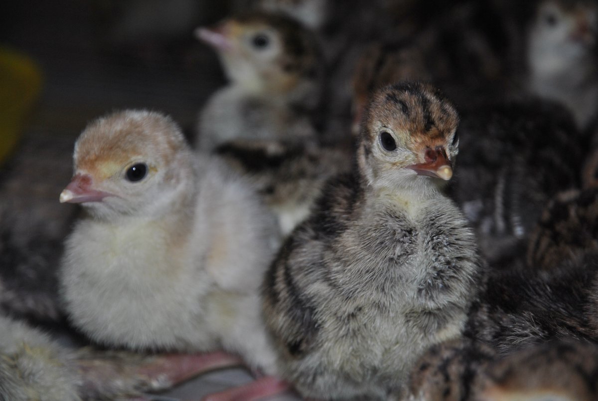 Индюшата суточные: бронза-708