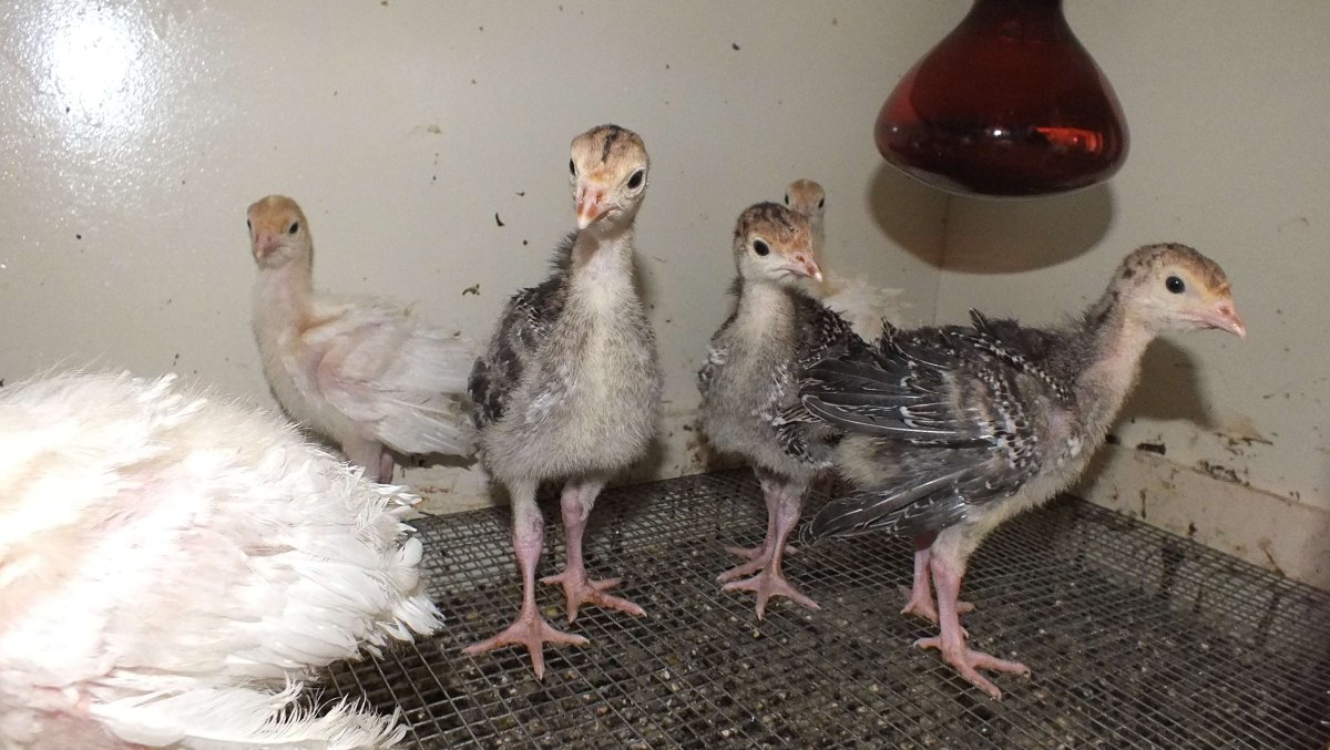 Индюшата бронза 708 выращивание в домашних