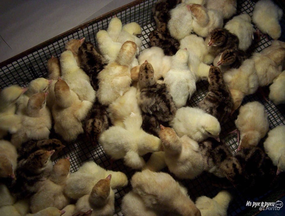 Индюшата белая и бронза суточные