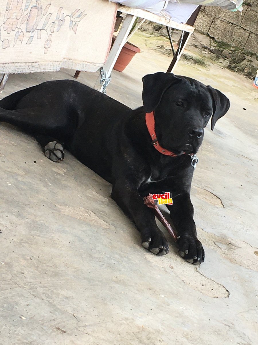 Метис Корсо и лабрадора