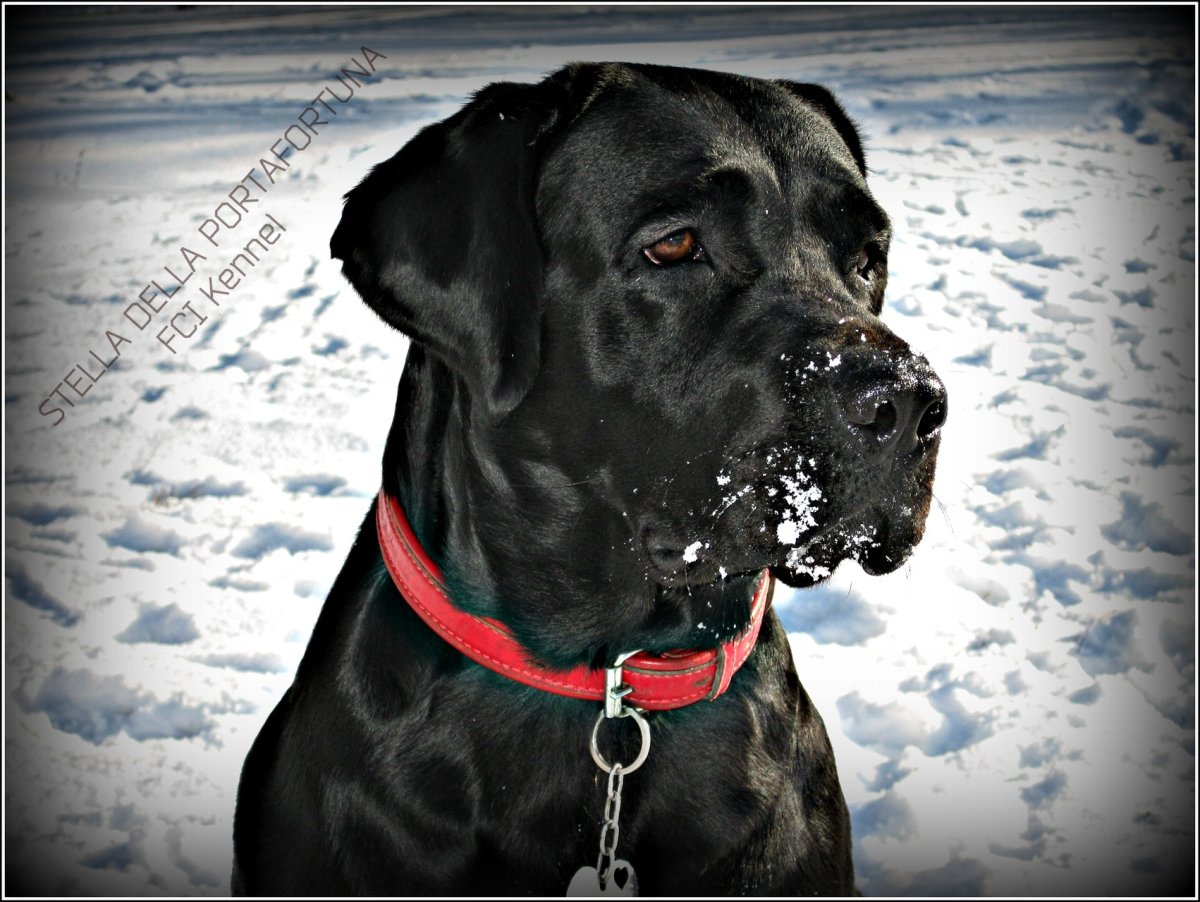 Кане Корсо и ретривер