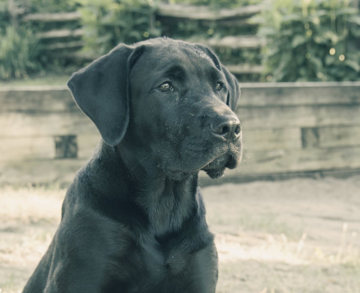 Кане Корсо с лабрадором смесь