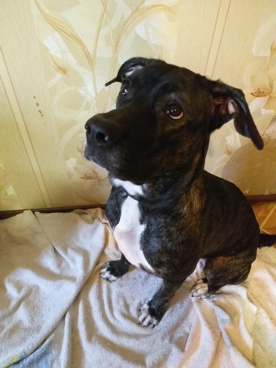 Метис Кане Корсо