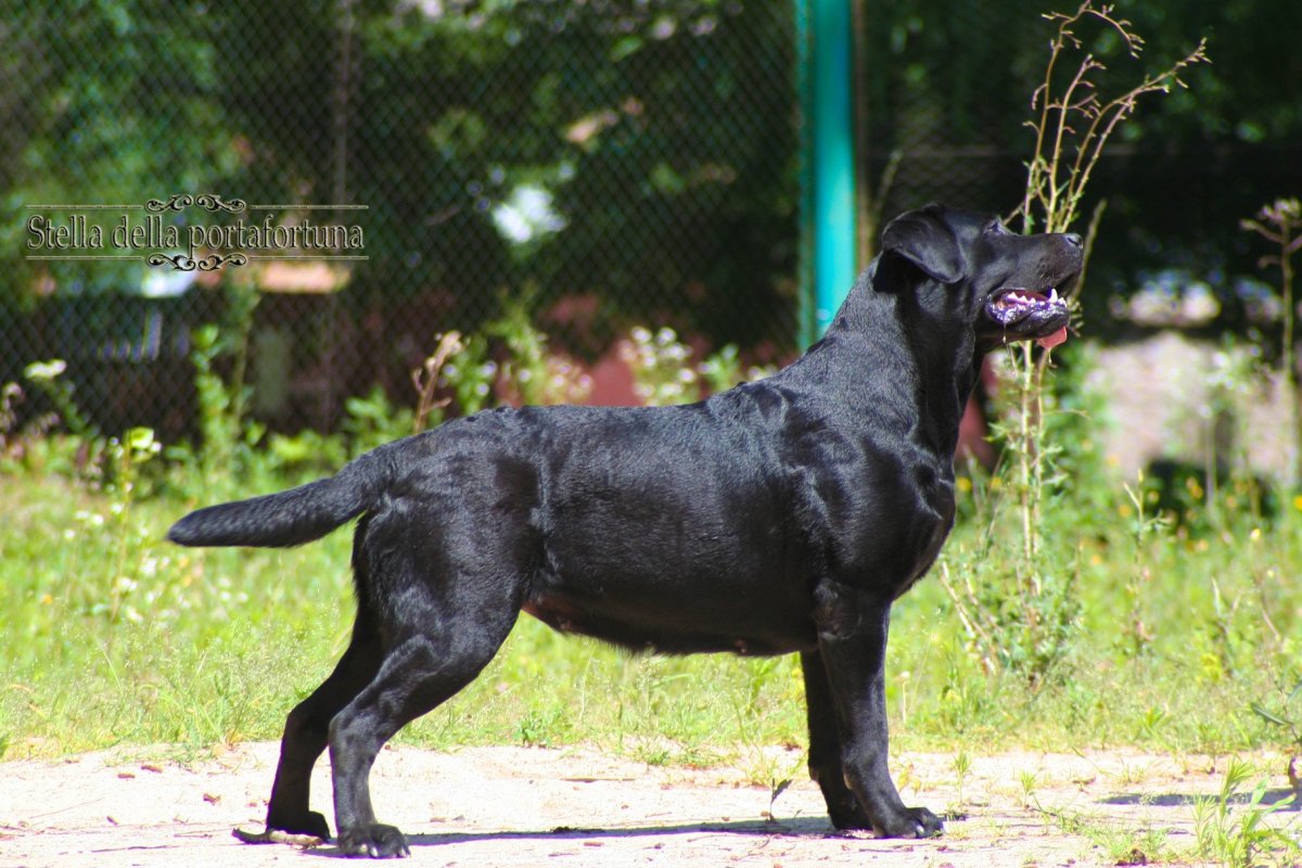 Кане-Корсо и золотистый ретривер