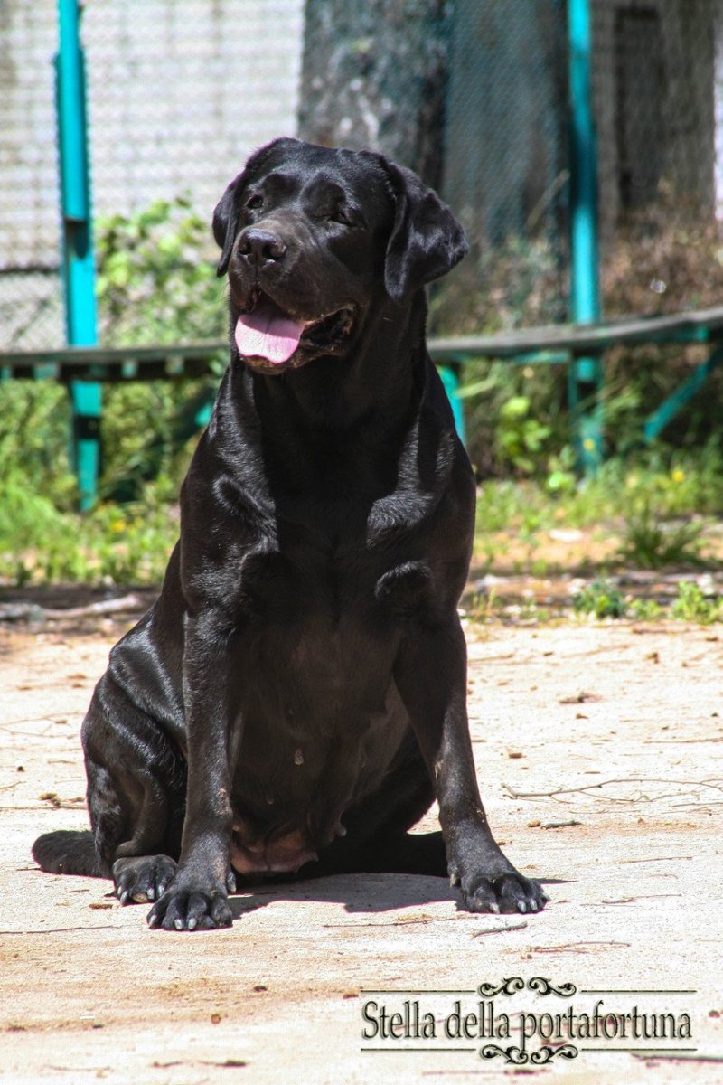 Метис Кане Корсо