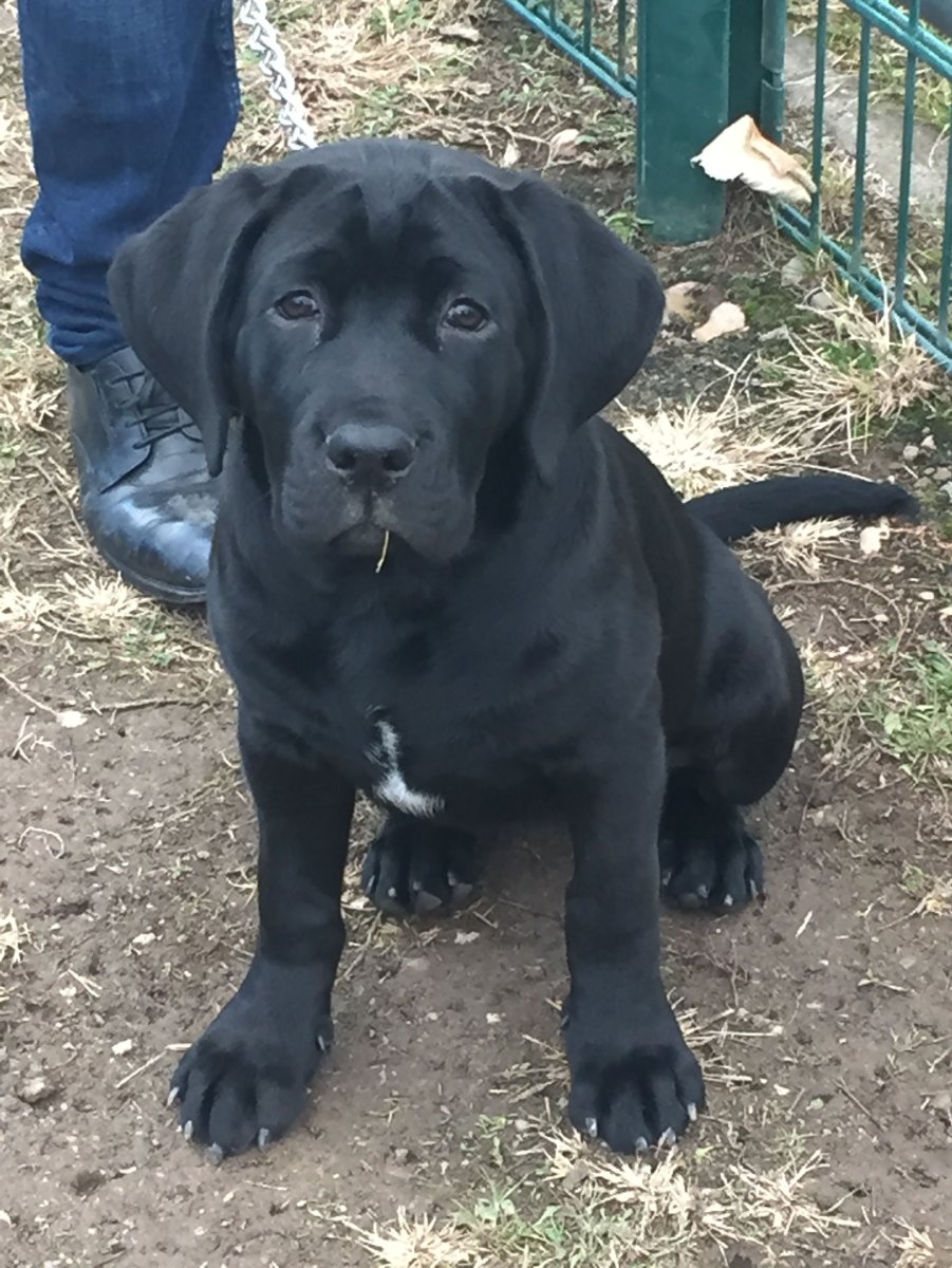 Кане Корсо и лабрадор