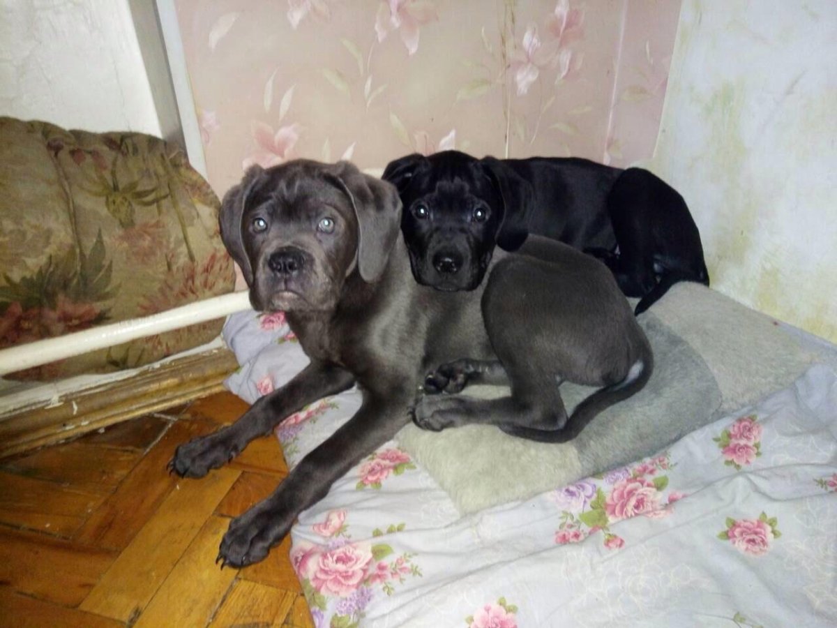 Щенки помесь Кане Корсо и Доберман