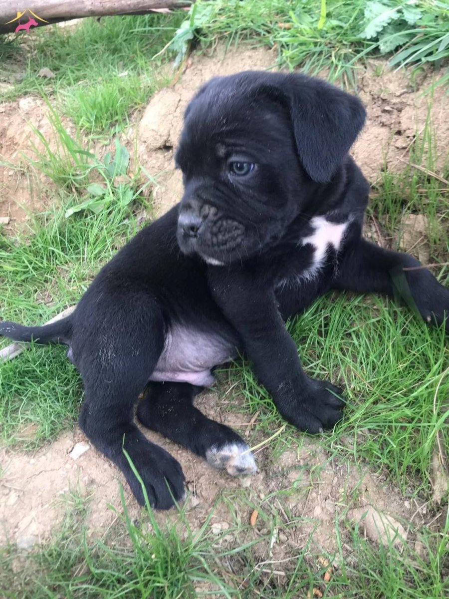 Кане Корсо смесь