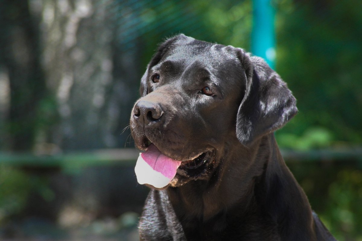 Лабрадор Корса