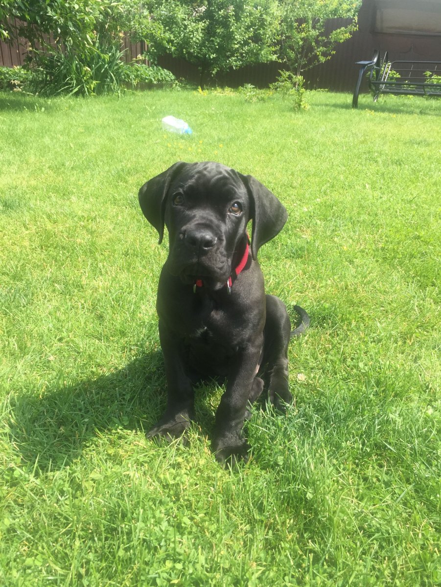 Кане Корсо и ретривер