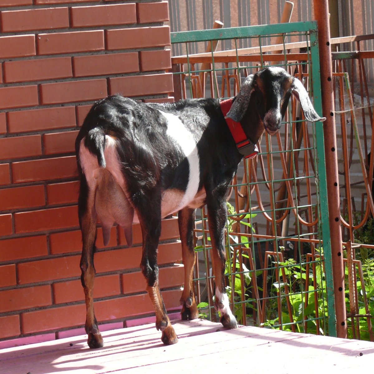 Козы породы битал