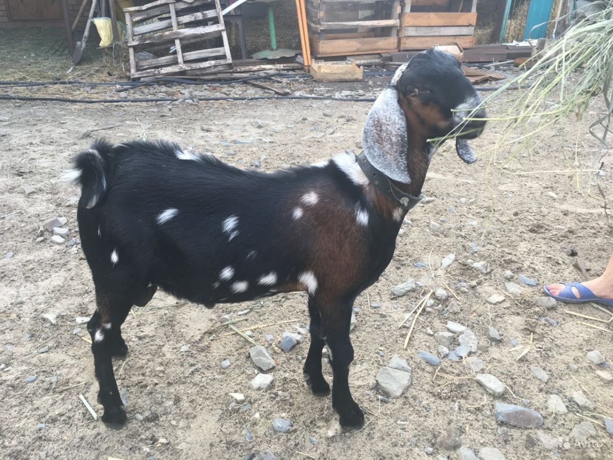 Нубийские козы Шами