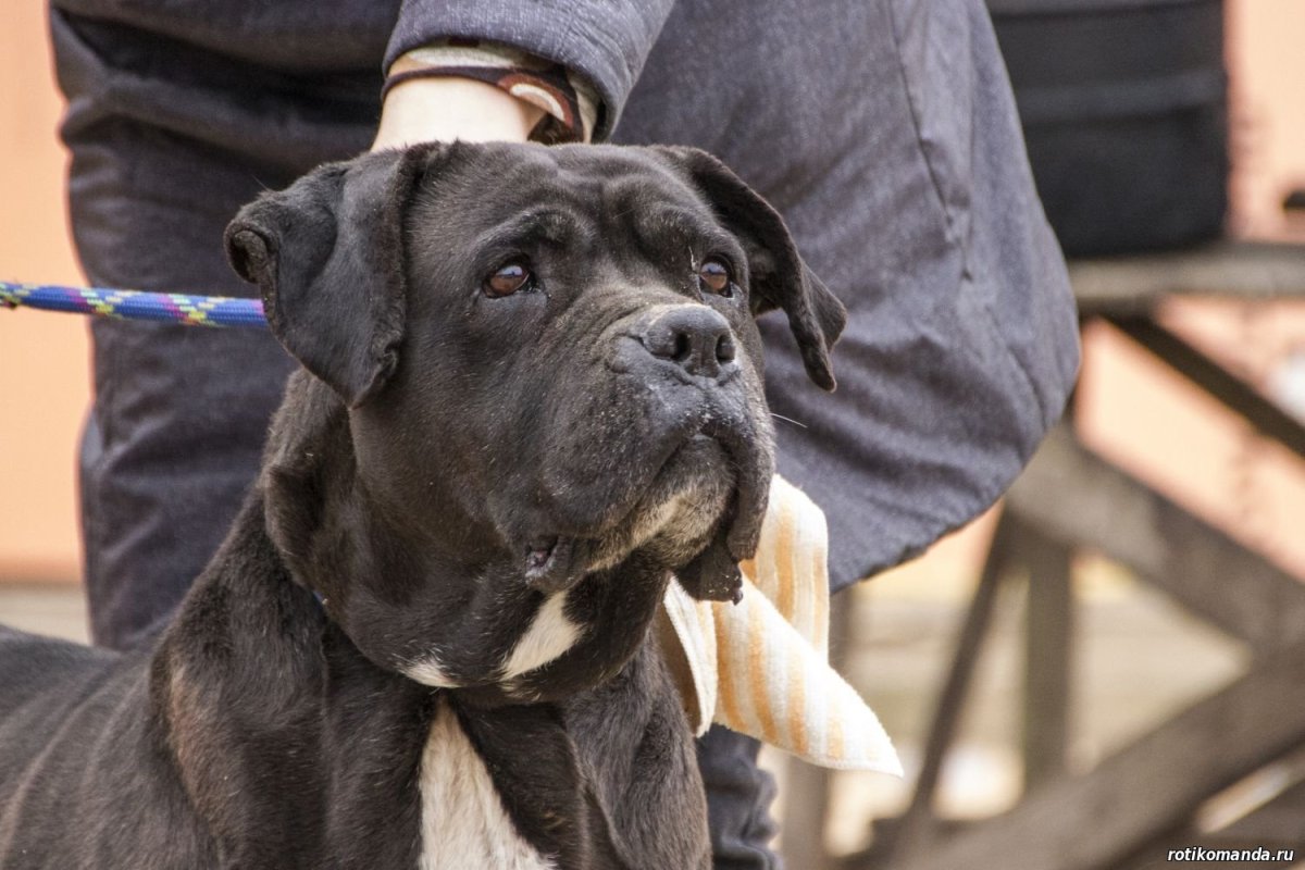 Метис Кане Корсо и алабая