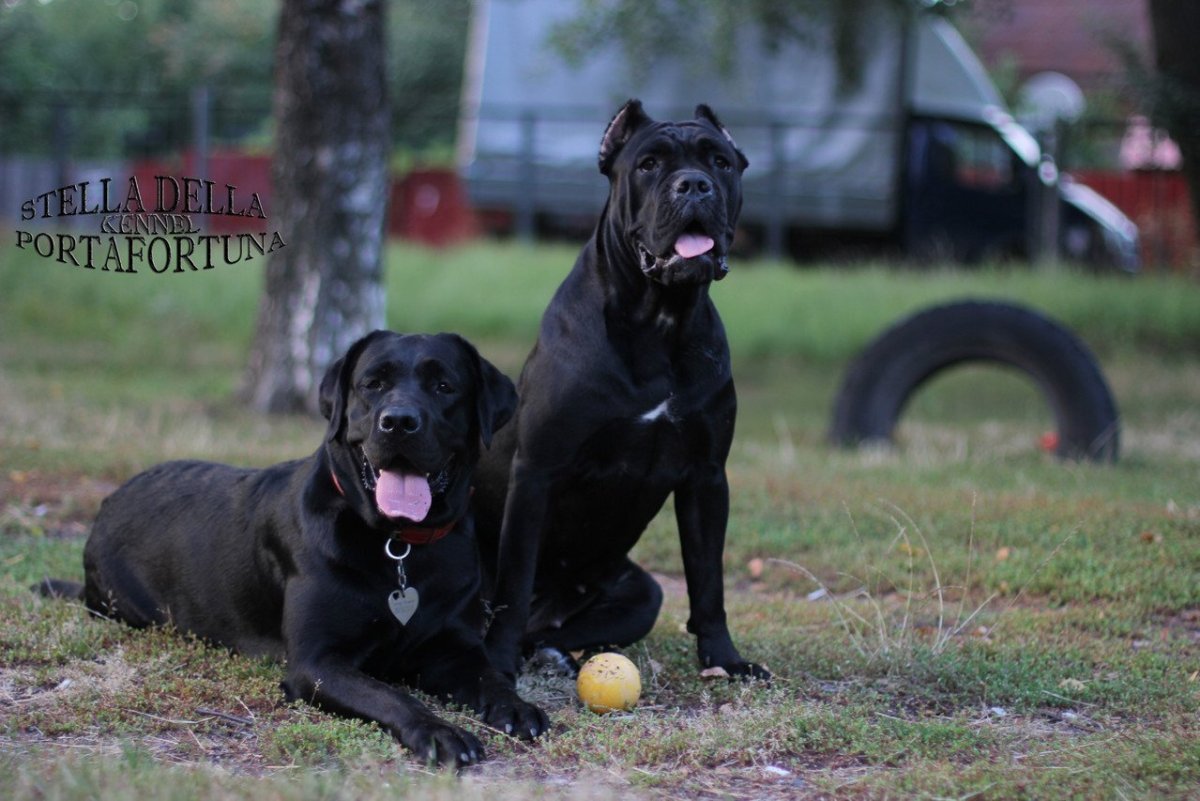 Черный лабрадор и Кане Корсо