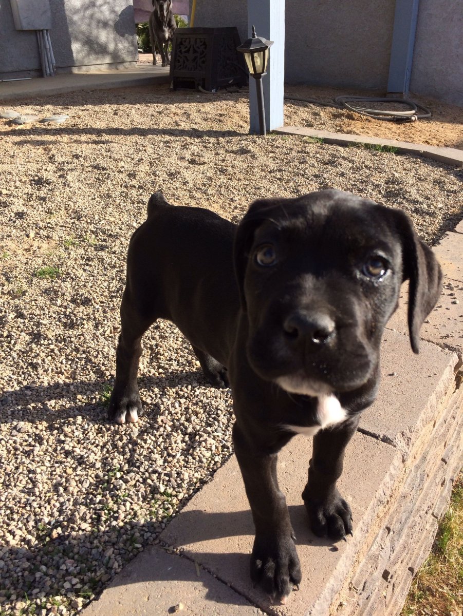 Стаффордширский терьер Кане Корсо метис