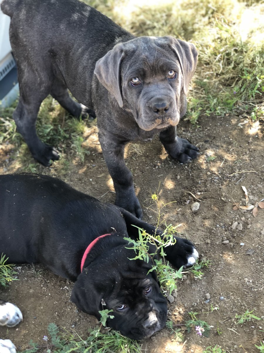 Метис Кане Корсо и лабрадора
