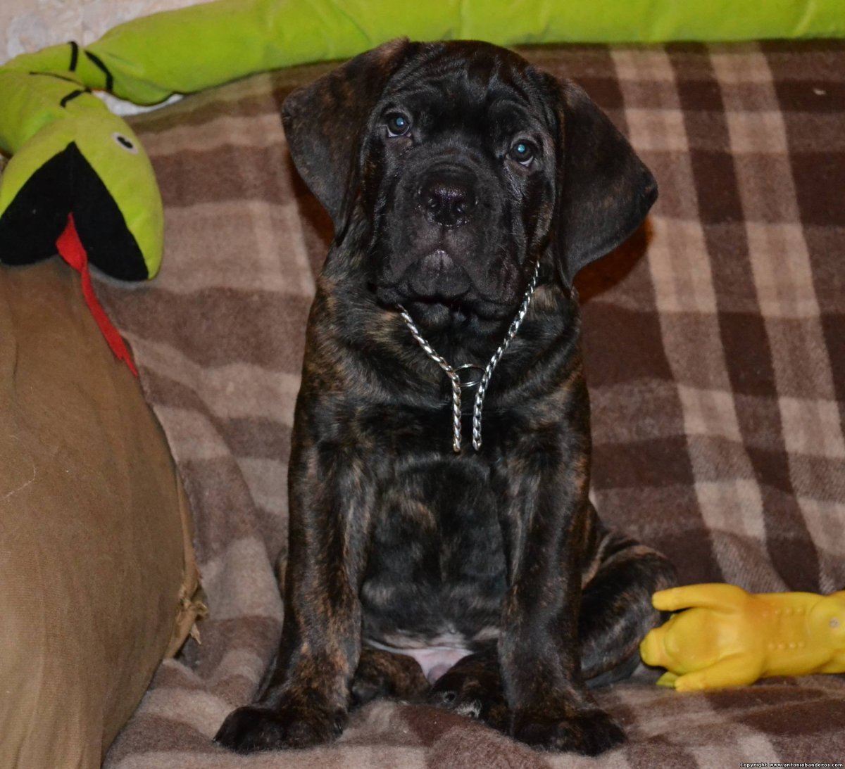 Метис Кане Корсо