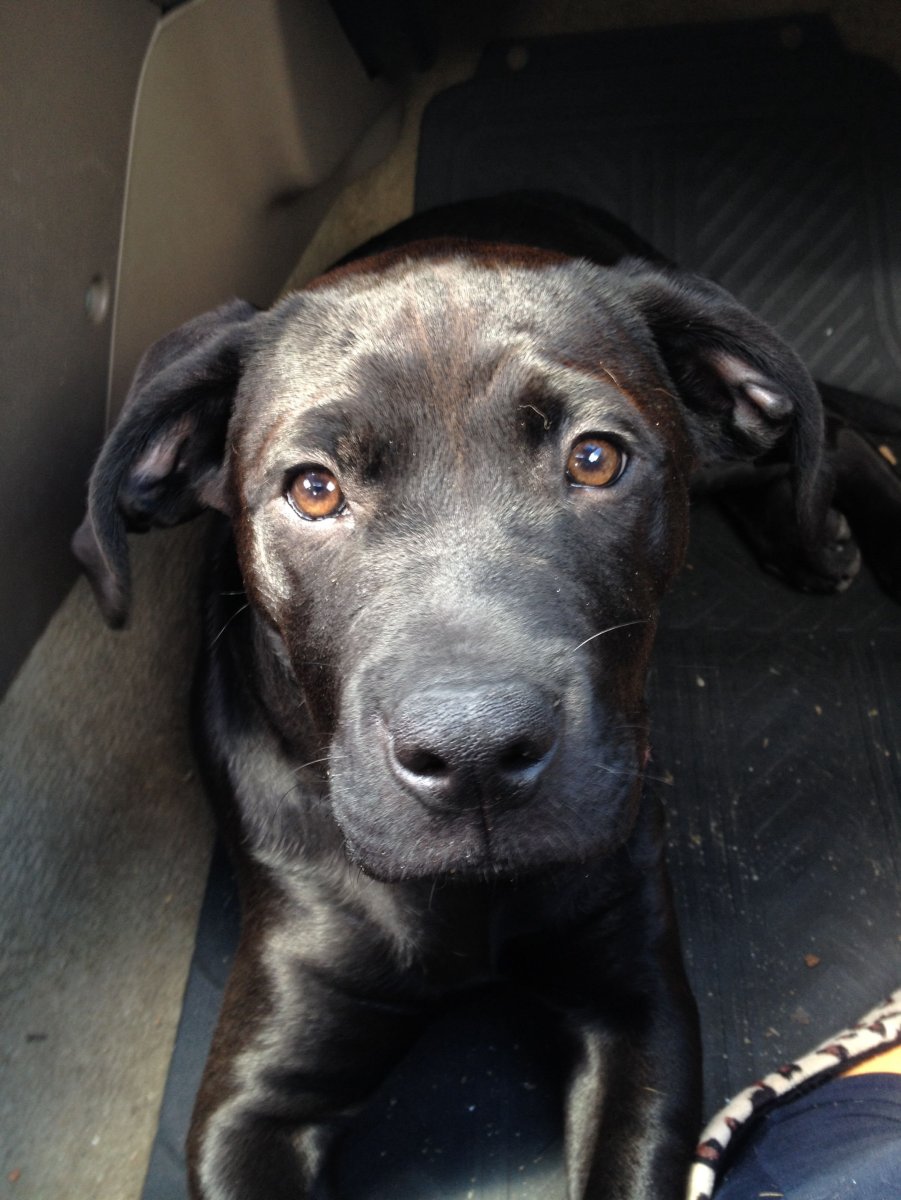 Лабрадор и Стаффорд