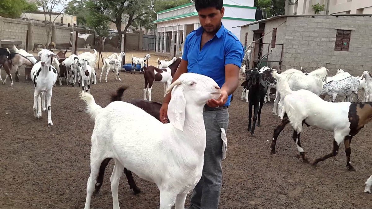 Порода коз Бетал