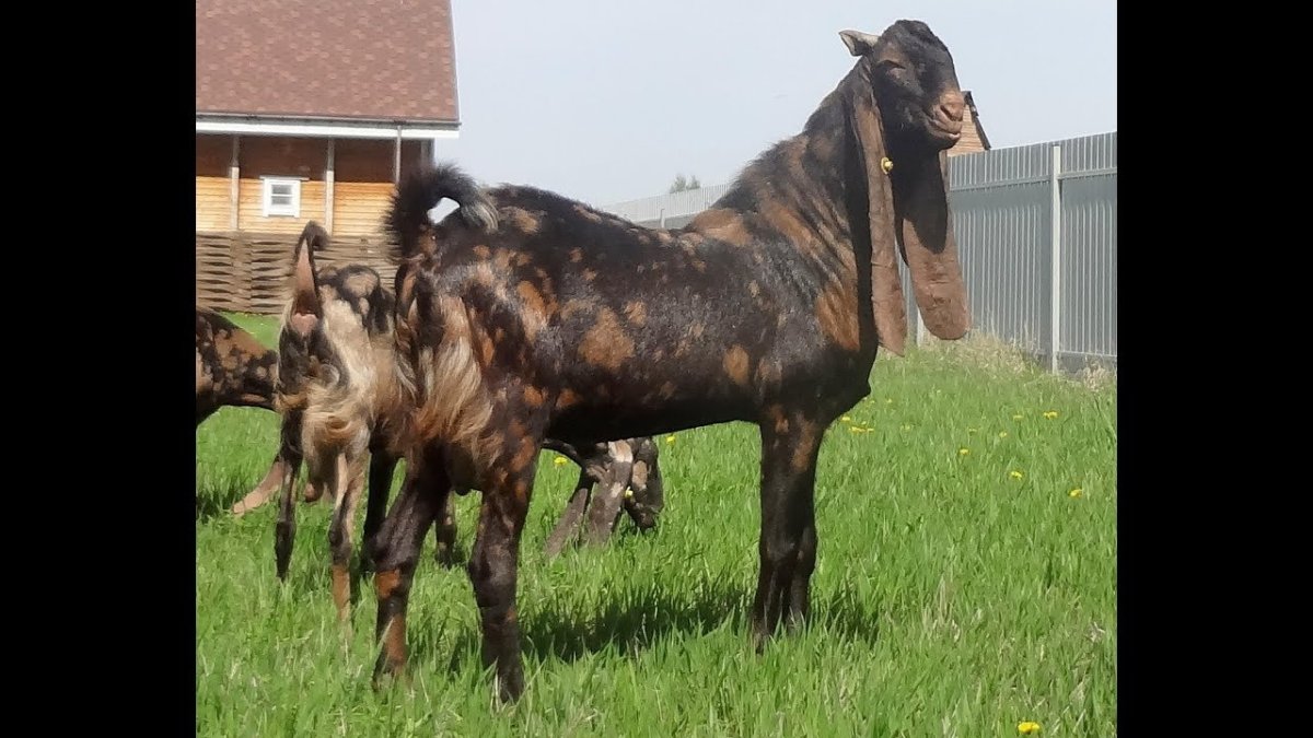 Шами Камори козы