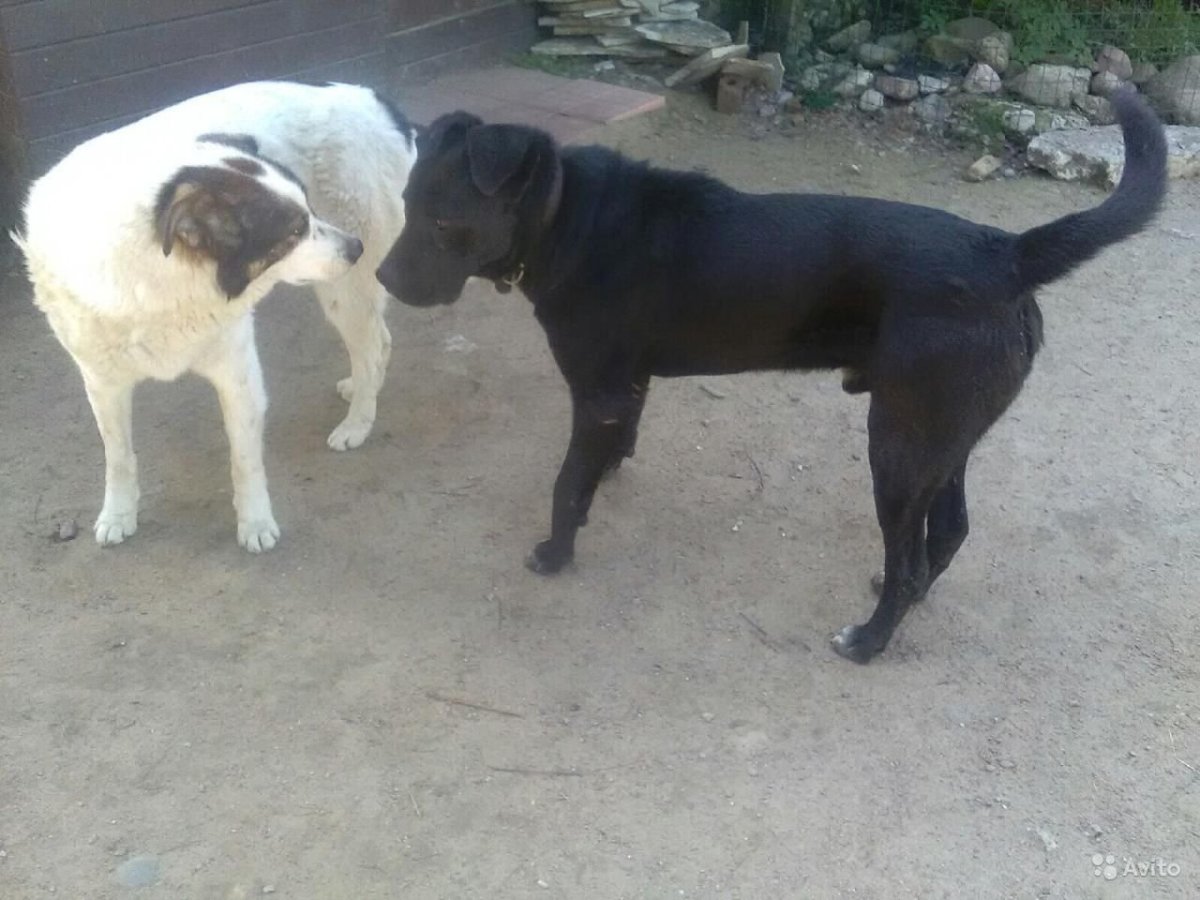 Метис Кане Корсо и дворняги